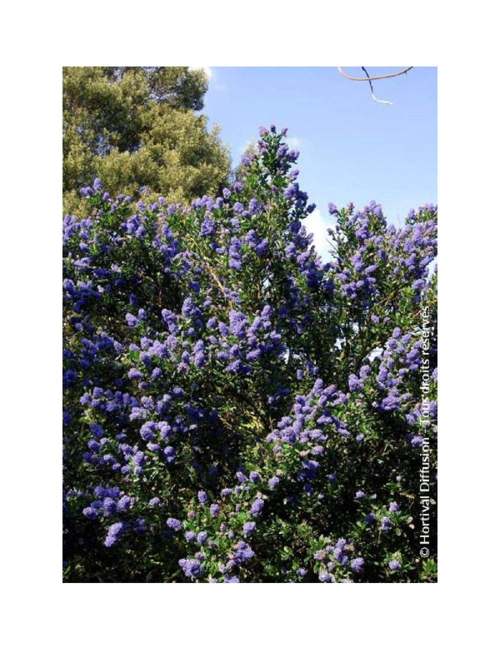 CEANOTHUS SKYLARK