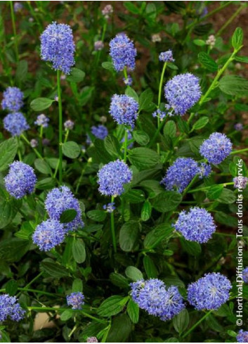 CEANOTHUS SKYLARK