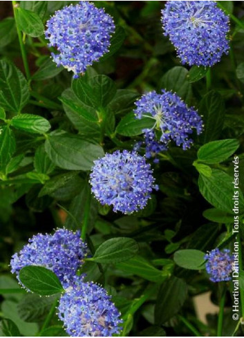 CEANOTHUS SKYLARK