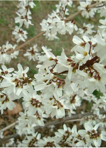 ABELIOPHYLLUM distichum