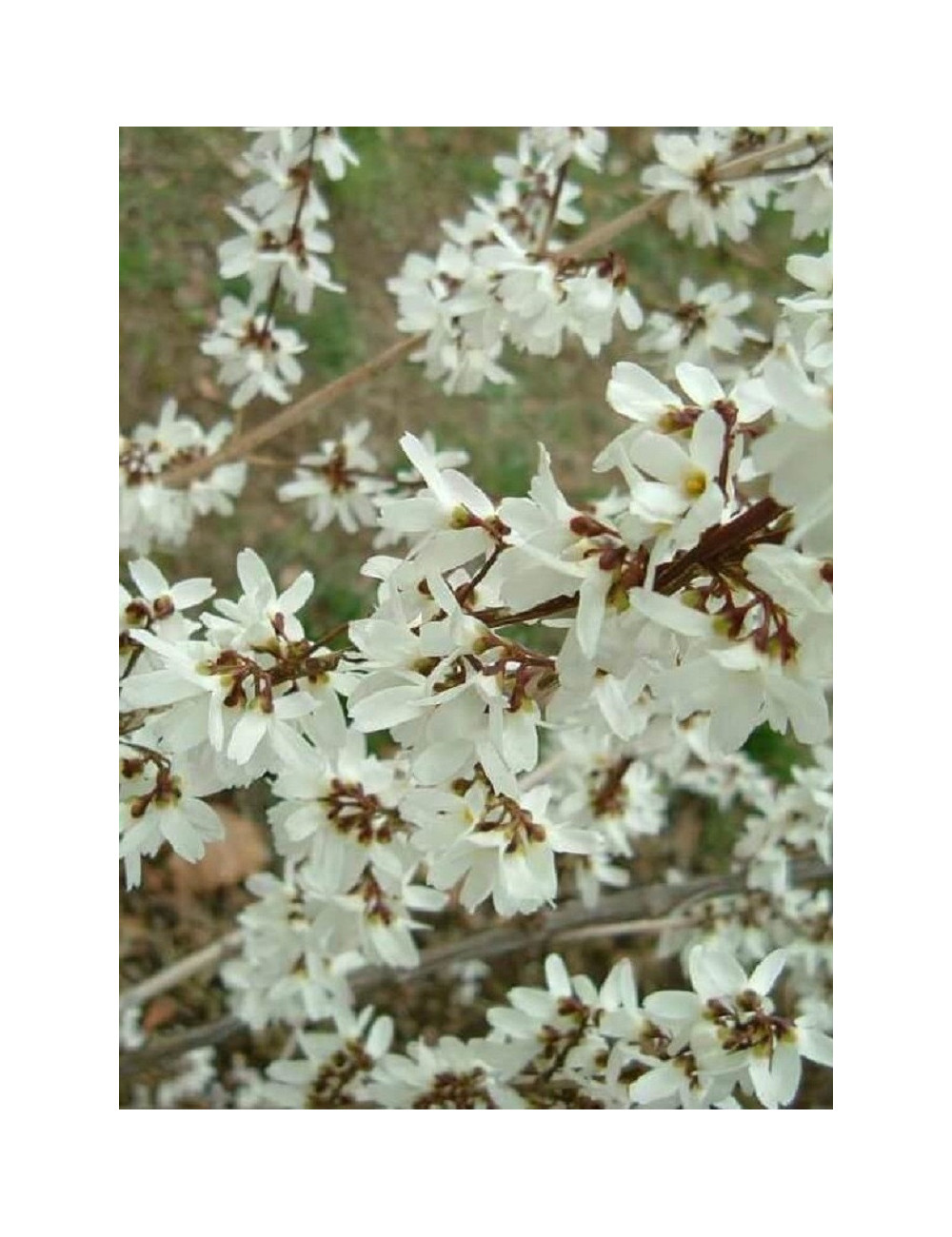 ABELIOPHYLLUM distichum