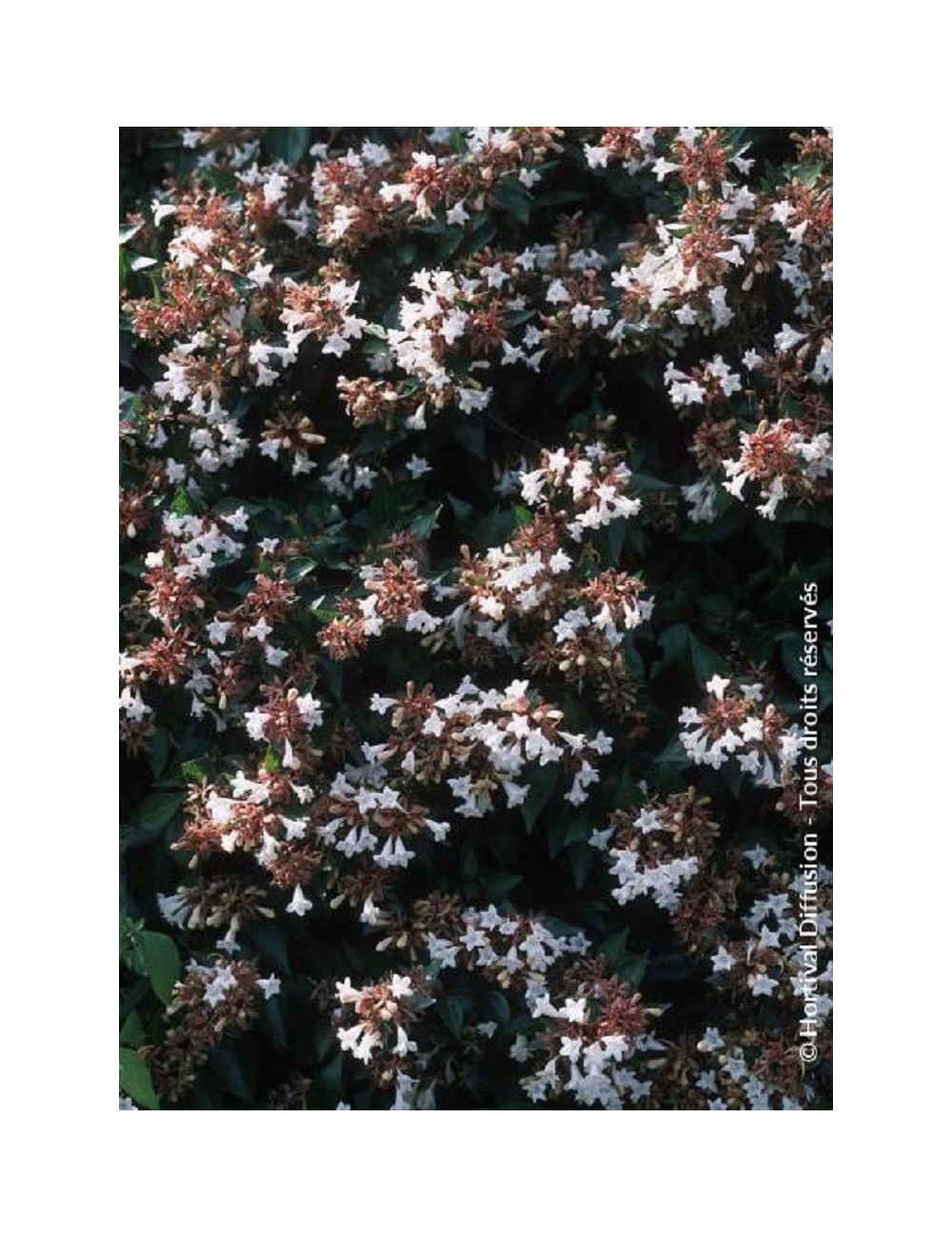 ABELIA SEMPERFLORENS