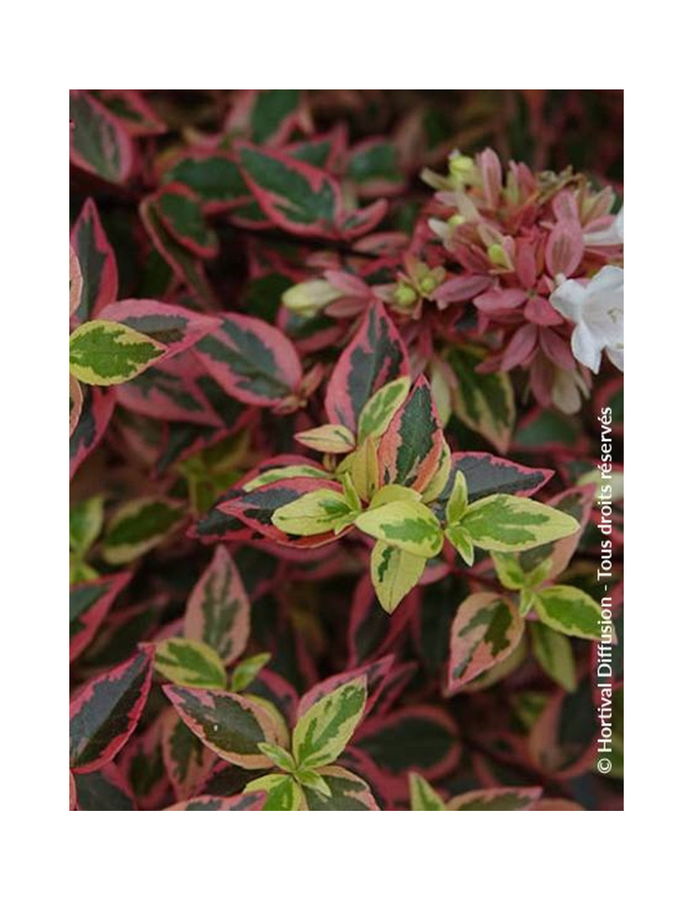 ABELIA grandiflora TRICOLOR CHARM