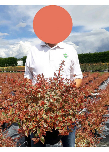 ABELIA grandiflora TRICOLOR CHARM En pot de 10-12 litres