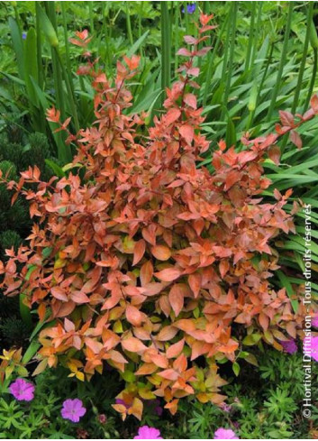 ABELIA CARAMEL CHARM