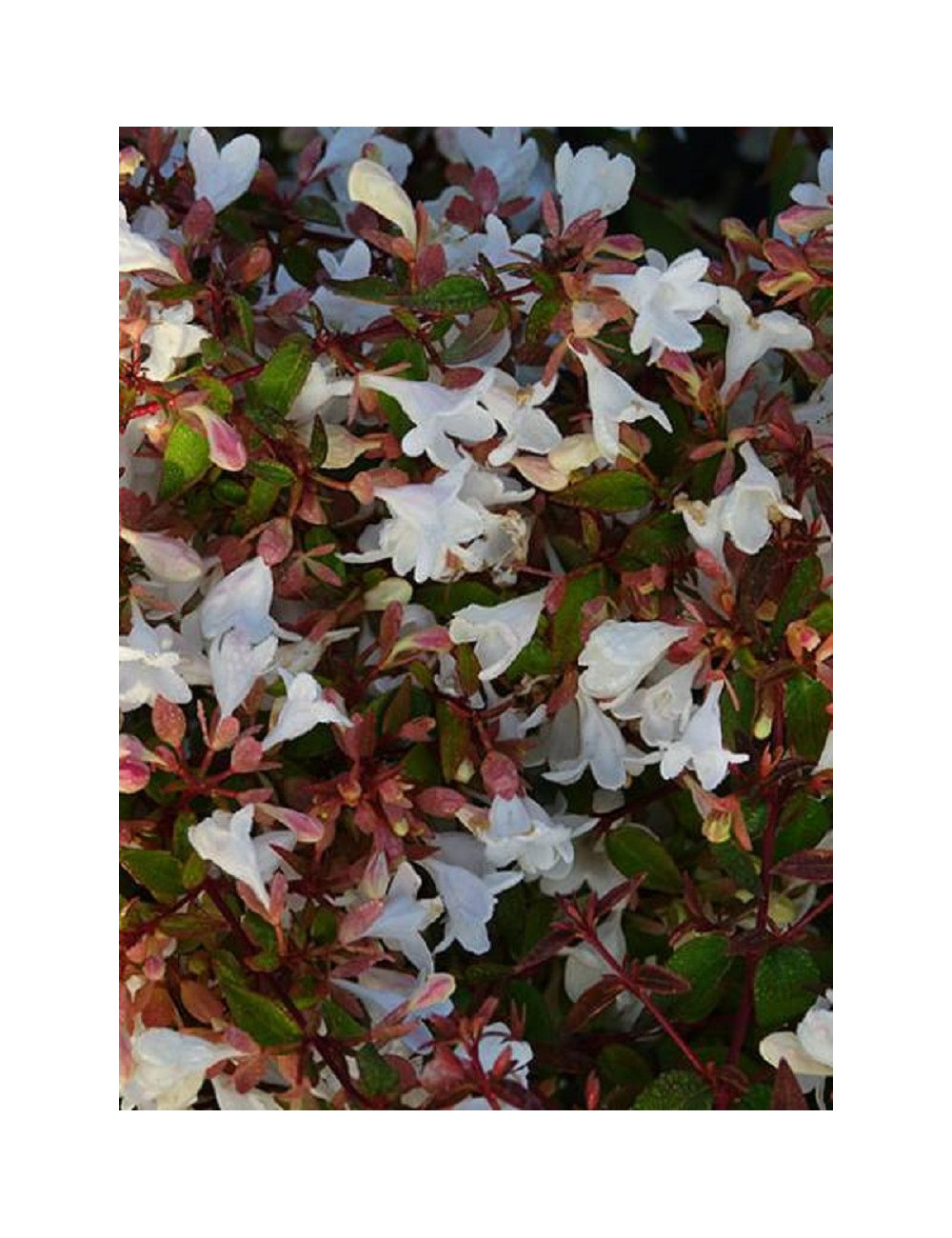 ABELIA CRISTAL CHARM