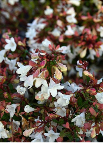 ABELIA CRISTAL CHARM