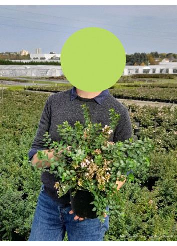 ABELIA AUTUMN FESTIVAL En pot de 4-5 litres