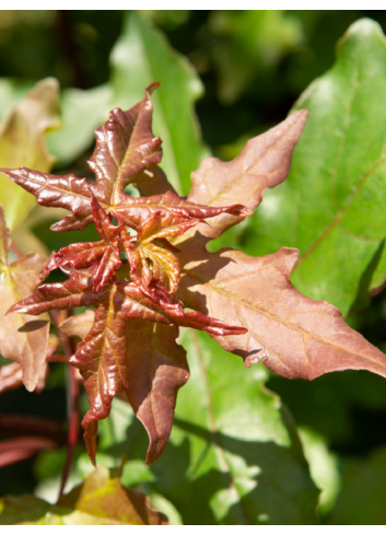 ACER zoeschense ANNAE