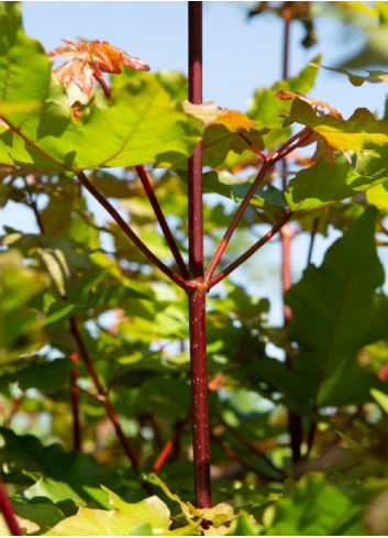 ACER zoeschense ANNAE