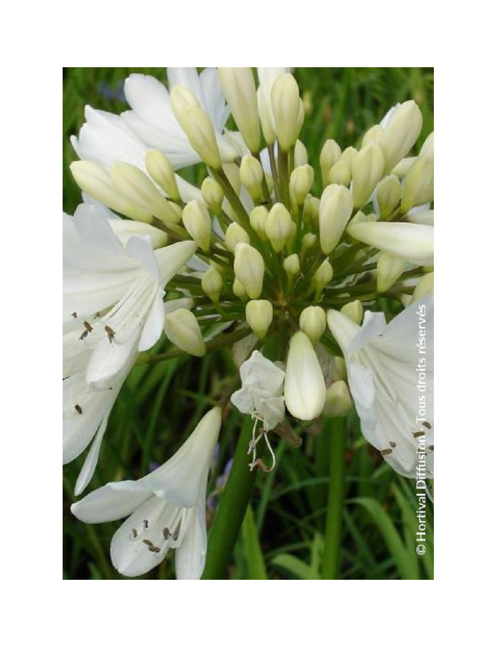 AGAPANTHUS ARTIC STAR