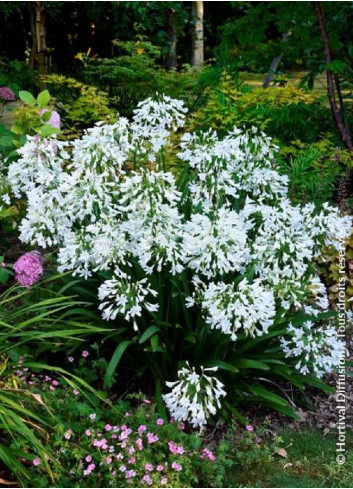 AGAPANTHUS ARTIC STAR