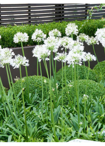 AGAPANTHUS ARTIC STAR