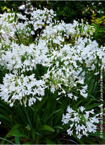 AGAPANTHUS ARTIC STAR