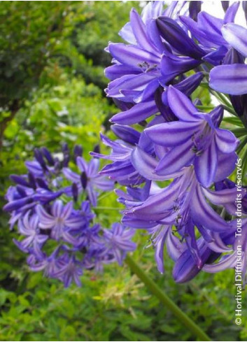 AGAPANTHUS NORTHERN STAR