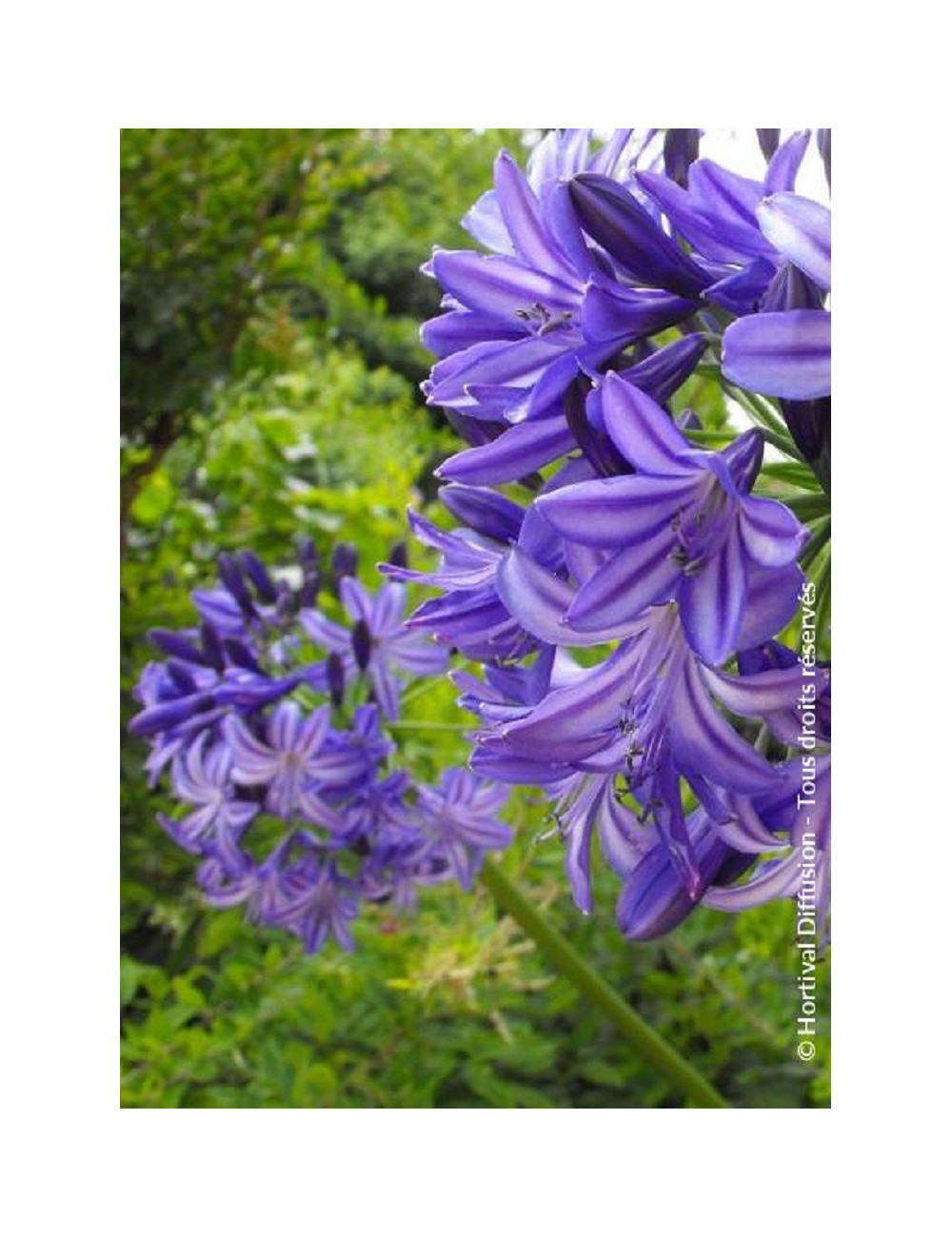 AGAPANTHUS NORTHERN STAR