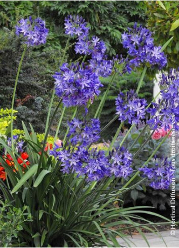 AGAPANTHUS NORTHERN STAR