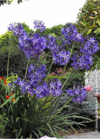 AGAPANTHUS NORTHERN STAR