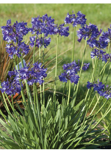 AGAPANTHUS NORTHERN STAR