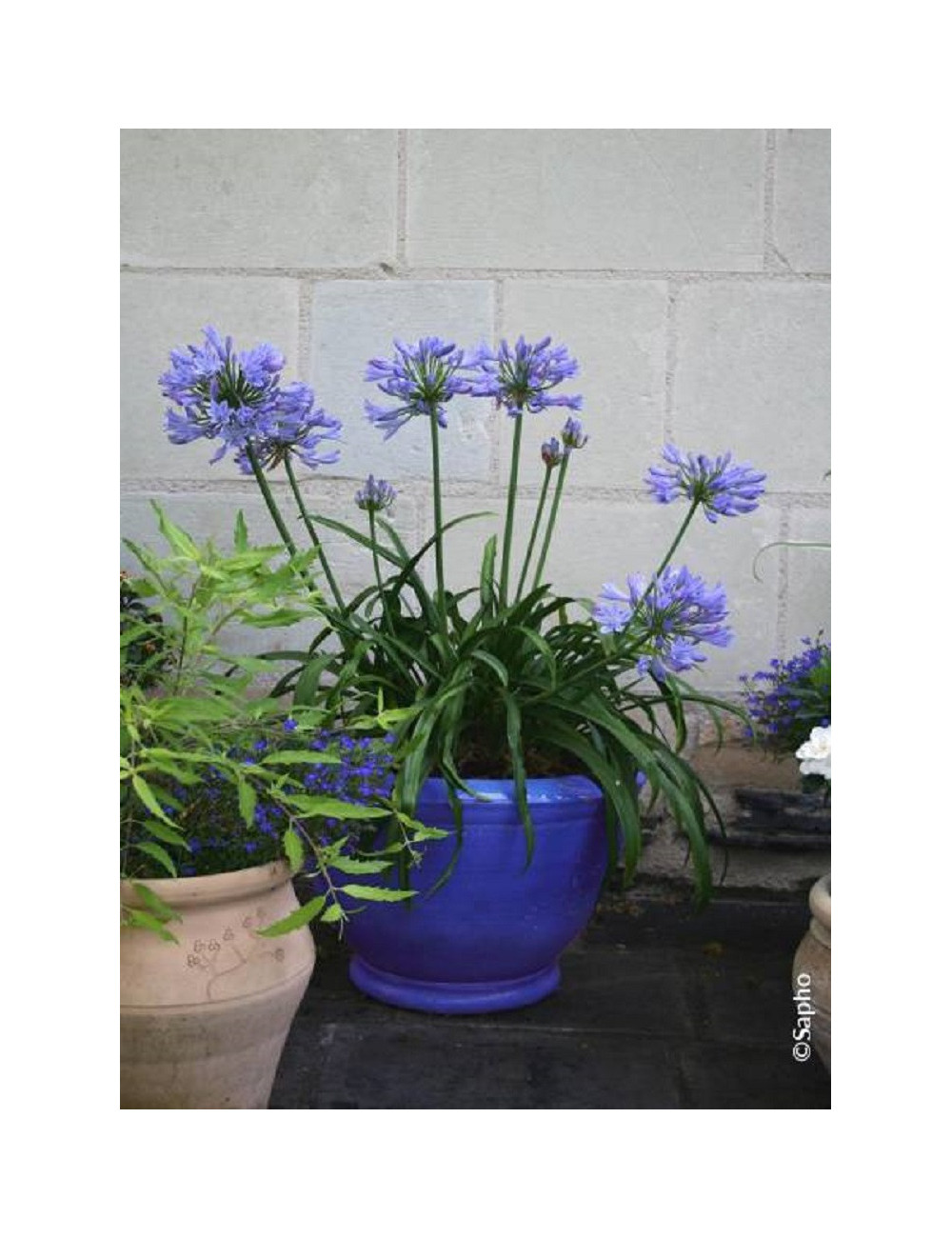 AGAPANTHUS PITCHOUNE BLUE