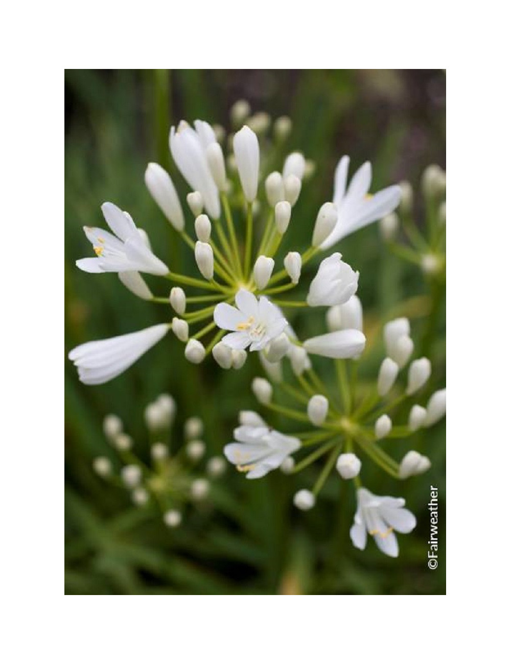 AGAPANTHUS SNOW PIXIE