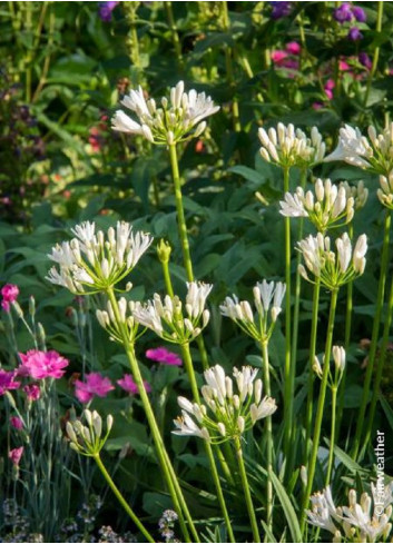 AGAPANTHUS SNOW PIXIE