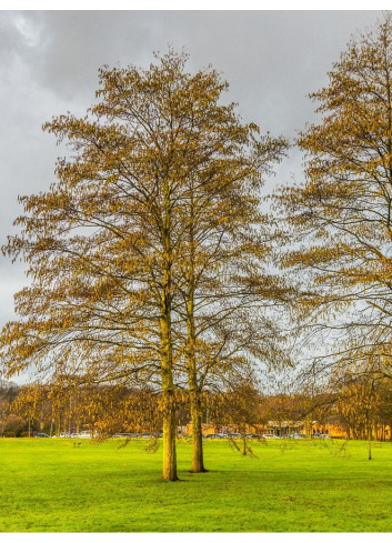 ALNUS incana