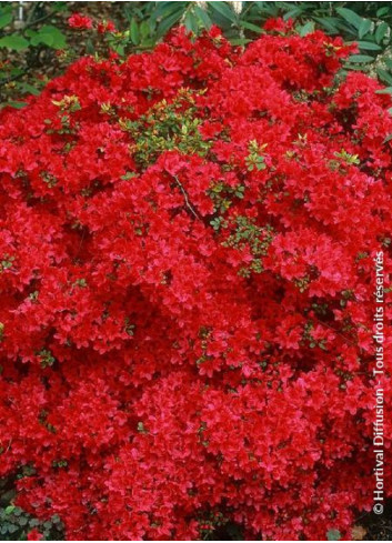 AZALEA japonica HINO CRIMSON