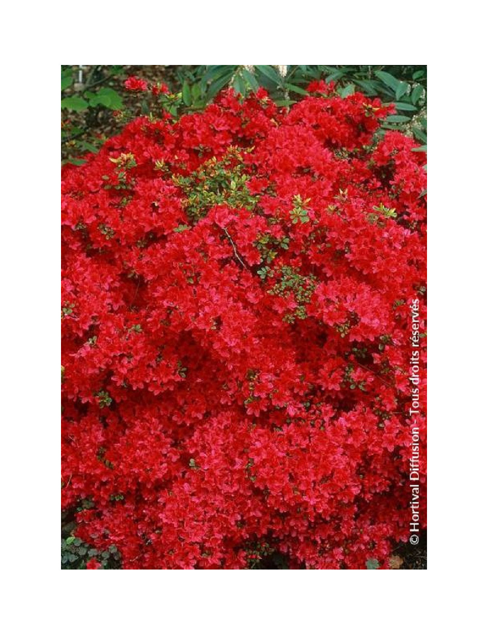 AZALEA japonica HINO CRIMSON