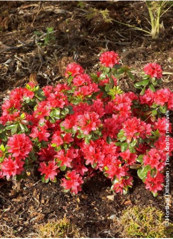 AZALEA japonica HINO CRIMSON