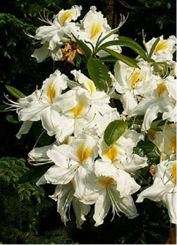 AZALEA mollis SCHNEEGOLD