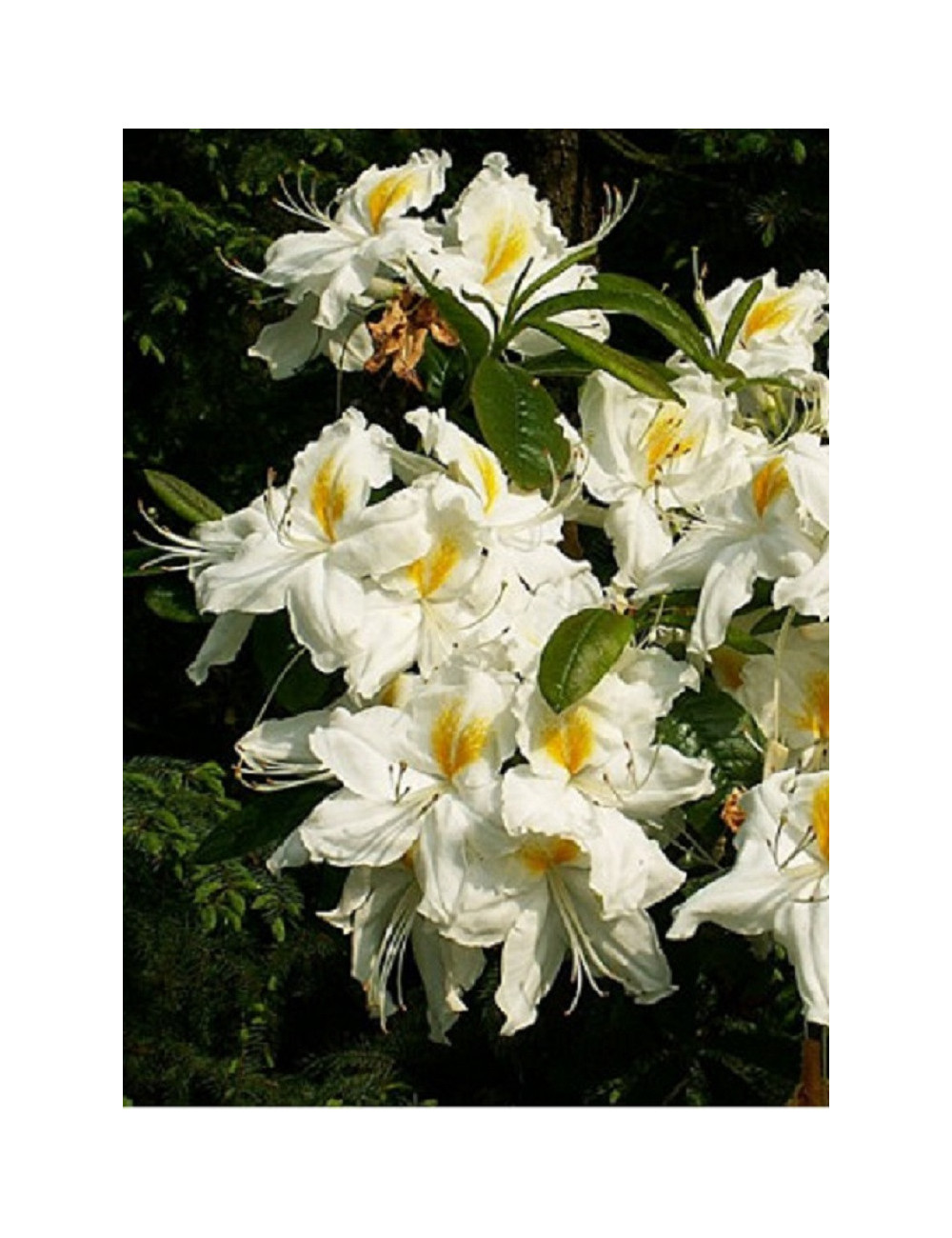 AZALEA mollis SCHNEEGOLD