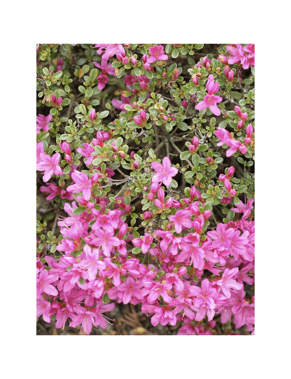 AZALEA japonica BEETHOVEN