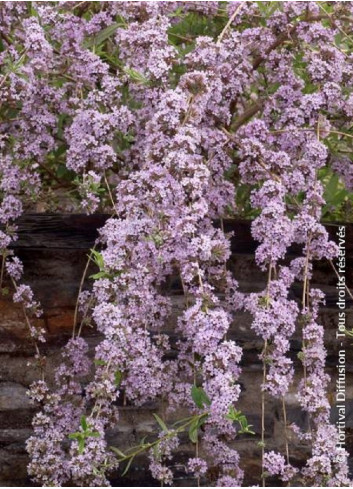 BUDDLEIA alternifolia