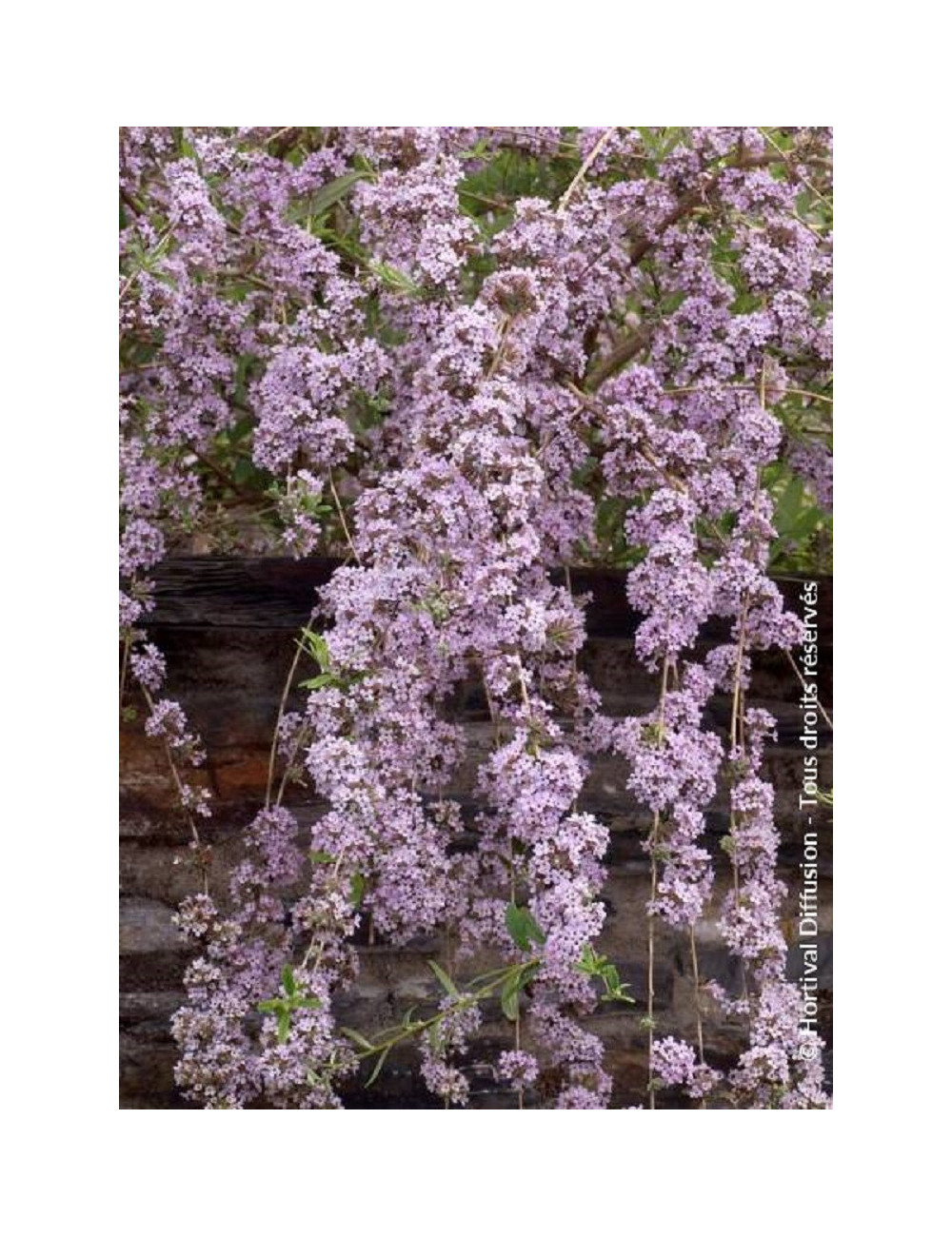 BUDDLEIA alternifolia