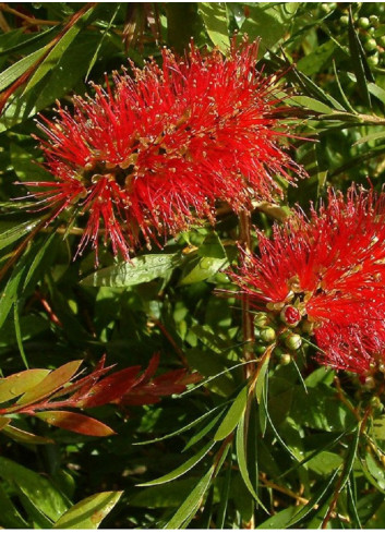 CALLISTEMON rigidus