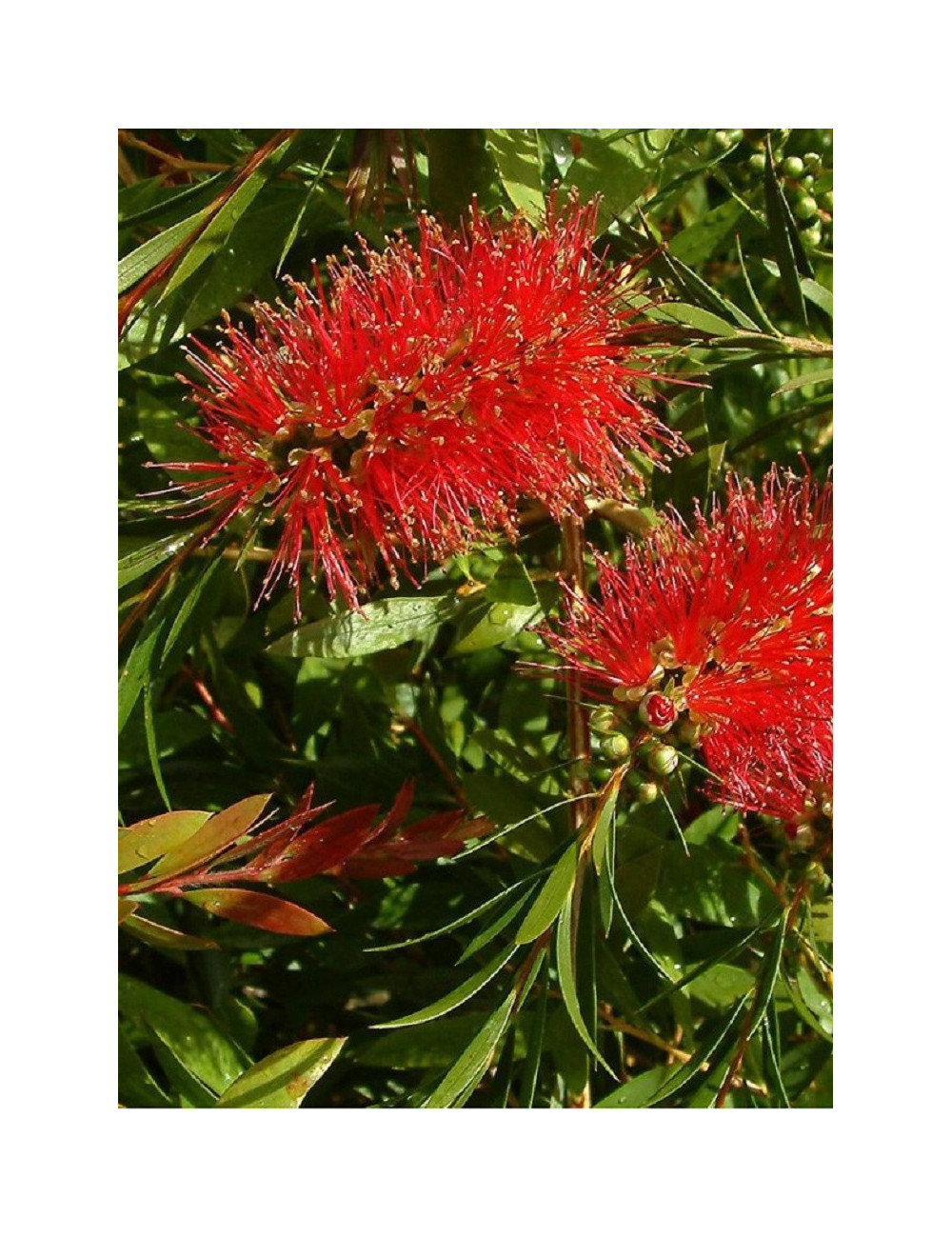 CALLISTEMON rigidus