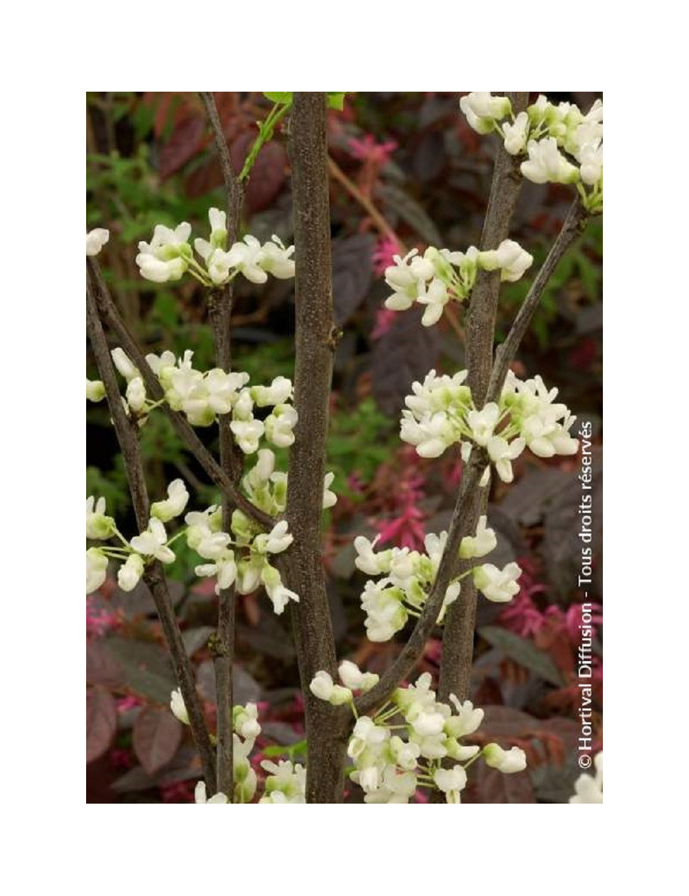 CERCIS canadensis ROYAL WHITE