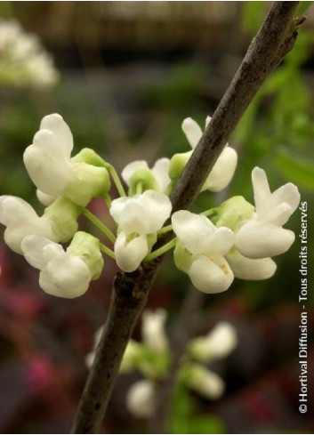 CERCIS canadensis ROYAL WHITE