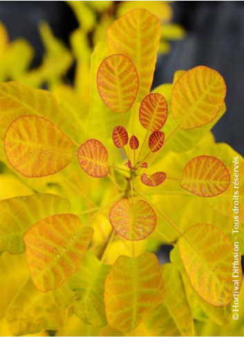 COTINUS coggygria GOLDEN LADY