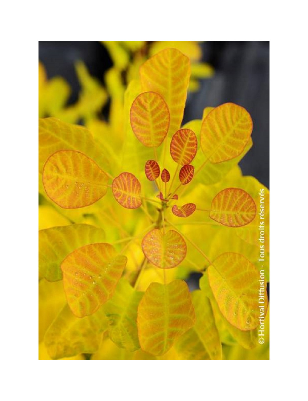 COTINUS coggygria GOLDEN LADY