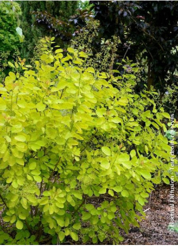 COTINUS coggygria GOLDEN LADY