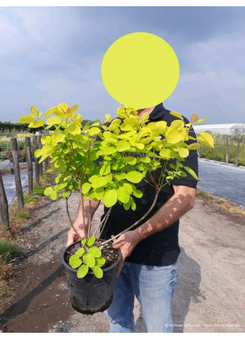 COTINUS coggygria GOLDEN LADY En pot de 4-5 litres