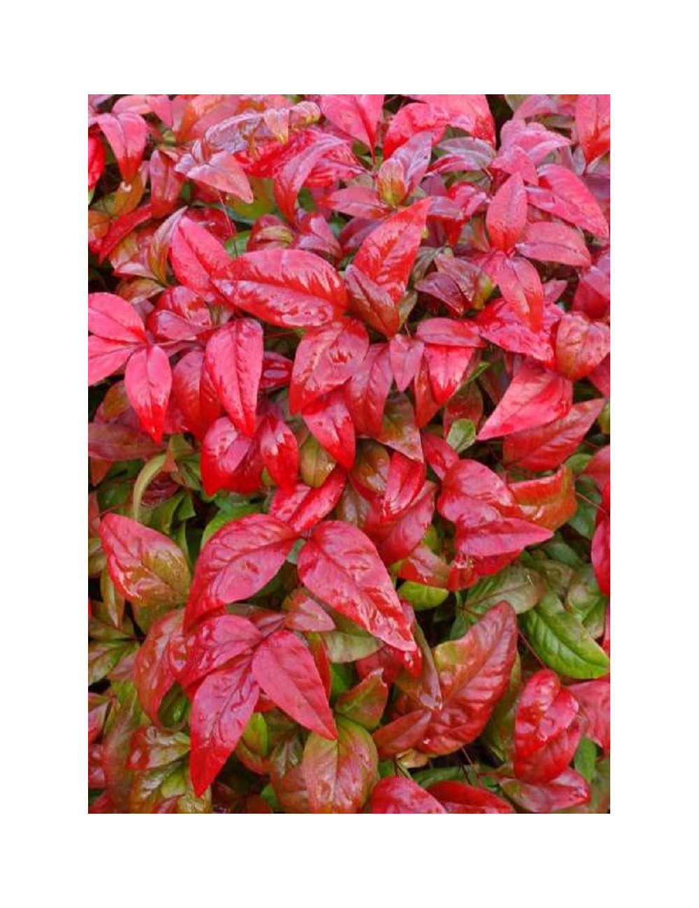 NANDINA domestica FIRE POWER