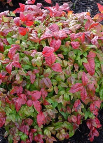 NANDINA domestica FIRE POWER