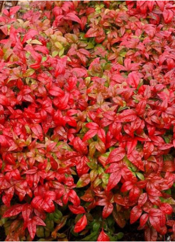 NANDINA domestica FIRE POWER