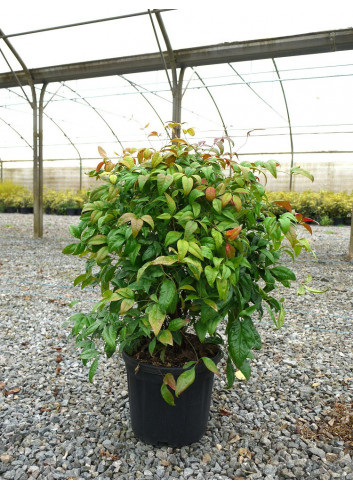 NANDINA domestica FIRE POWER En pot de 10-12 litres