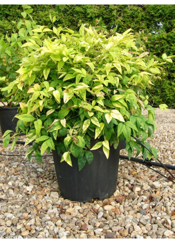 NANDINA domestica FIRE POWER En pot de 15-20 litres