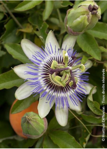 PASSIFLORA caerulea