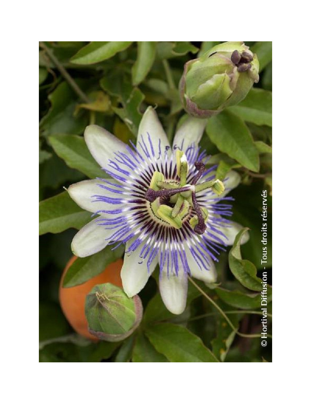 PASSIFLORA caerulea